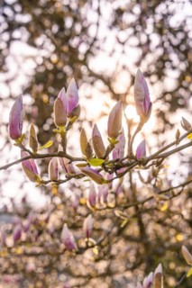 Budding magnolia blossoms against the light of a sunset, spring, Calw, Black Forest, Germany,
