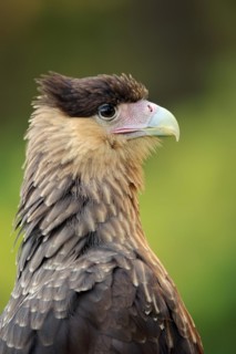 Southern crested caracara (Caracara plancus), portrait, Florida