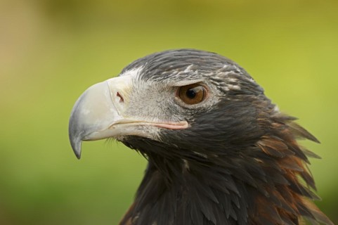 Wedge-tailed eagle (Aquila audax), portrait, captive, occurrence in Australia