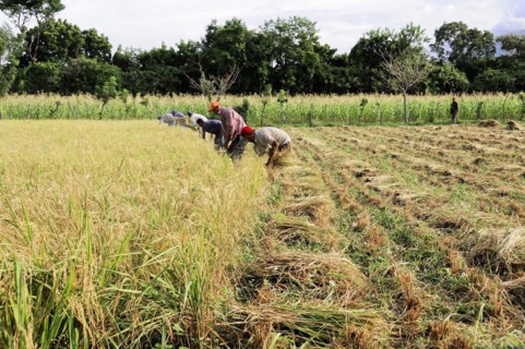 Ometepe Island, Nicaragua, People harvesting rice in a green field, Central America, Central