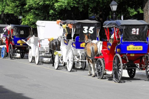Granada, Nicaragua, row of horse-drawn carriages with licence plates in a sunny park setting,