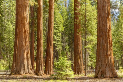 Sequoia trees in Mariposa Grove, Yosemite National Park, California, United States, USA, Yosemite