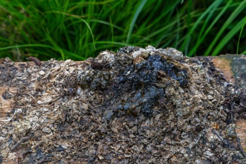 Close-up of Eurasian otter, European river otter (Lutra lutra) spraint showing pile of undigested