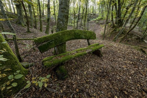 Weathered, rotten and mossy bench made of rough wooden boards, autumn leaves, backlight, beech
