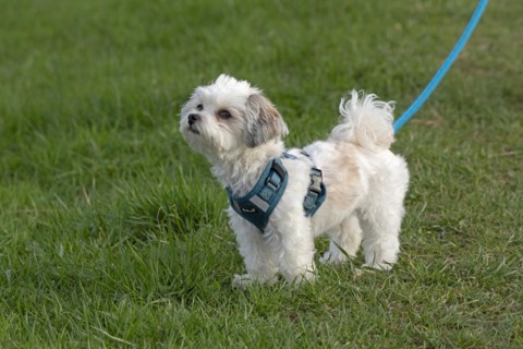Bolonka Zwetna dog, Elbtalaue near Bleckede, Lower Saxony, Germany, Europe