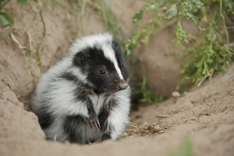 Striped skunk (Mephitis mephitis), juvenile at the burrow, captive, occurrence in North America