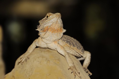 Bearded dragon or striped-headed bearded dragon (Pogona vitticeps, Amphibolurus vitticeps),