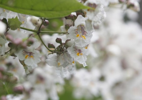 Southern catalpa (Catalpa bignonioides), cigar tree and Indian bean tree
