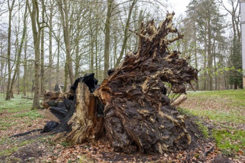 Root from a fallen tree in the castle park, Ludwigslust, Mecklenburg-Vorpommern, Germany, Europe