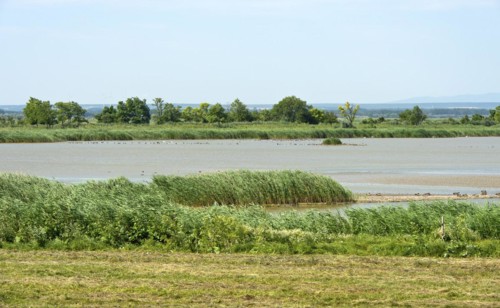 Bird paradise salty lake Lange Lacke, Apetlon, Lake Neusiedl National Park, Seewinkel, Burgenland,
