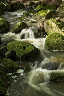 Mountain stream in the forest with mossy basalt rocks, blocks of basalt in the stream bed, Tertiary