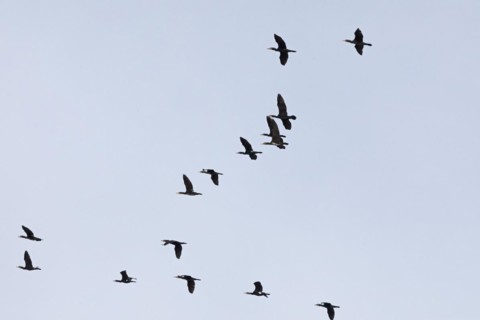 Flying cormorants, flock, Elbtalaue near Bleckede, Lower Saxony, Germany, Europe