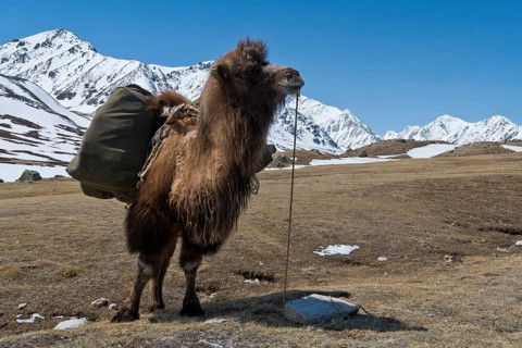 A packed Kael on an expedition in front of mountain peaks in the snowy Tavan Bogd National Park,