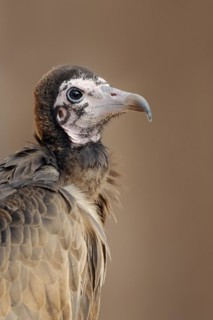 Hooded vulture (Necrosyrtes monachus), portrait, captive, occurrence in Africa