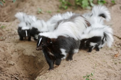 Striped skunk (Mephitis mephitis), female with young at the burrow, captive, occurrence in North