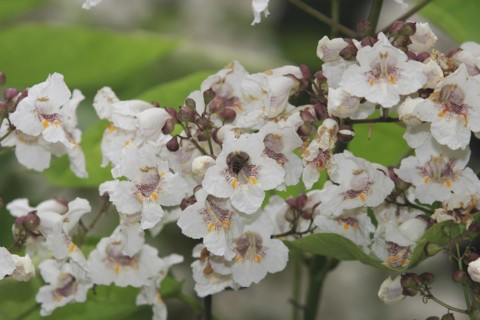 European honey bee (Apis mellifera) on southern catalpa (Catalpa bignonioides), cigar tree and