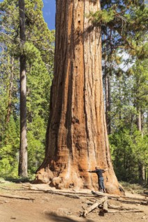 Sequoia tree in Mariposa Grove, Yosemite National Park, California, United States, USA, Yosemite