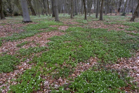 Wood anemone, anemones (Anemonoides nemorosa) in the castle park, Ludwigslust,