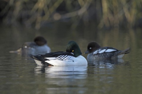 Common goldeneye (Bucephala clangula), drake in mating plumage, female in background, Oberhausen,