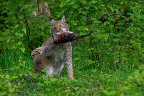 Hunting Eurasian lynx (Lynx lynx) with caught muskrat (Ondatra zibethicus) prey in its muzzle.