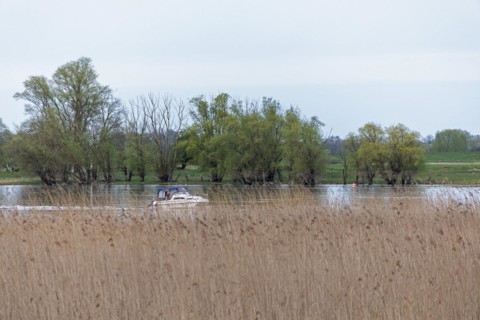 Trees, reeds, water, motorboat, Elbe, Elbtalaue near Bleckede, Lower Saxony, Germany, Europe