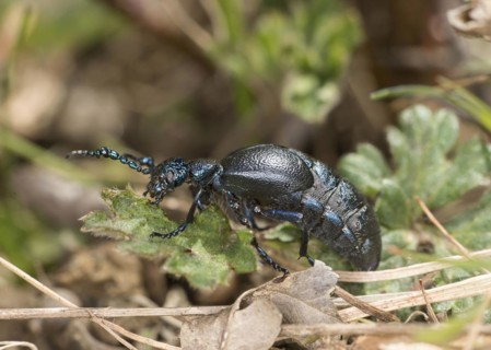 Black oil beetle (Meloe proscarabaeus), male, Valais, Switzerland, Europe
