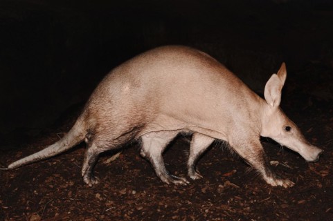 Aardvark (Orycteropus afer), captive, occurrence in Africa