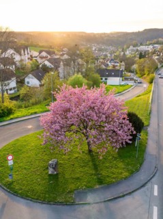 An aerial view of a blossoming tree in the centre of a roundabout in a residential area at dusk,