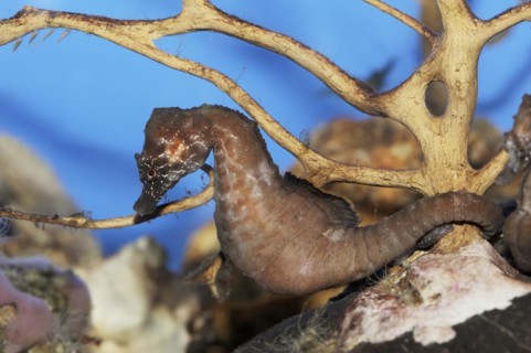 Short-snouted seahorse (Hippocampus hippocampus), captive, occurring in the Atlantic Ocean and