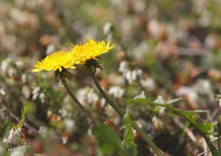 Two common dandelion (Taraxacum officinale), between winter heath (Erica carnea), North