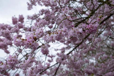 Blossoming cherry tree, ornamental cherry, in the castle park, Ludwigslust, Mecklenburg-Vorpommern,