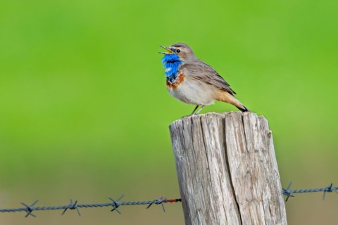 Bluethroat (Luscinia svecica cyanecula, Motacilla svecica) male calling from wooden fence post