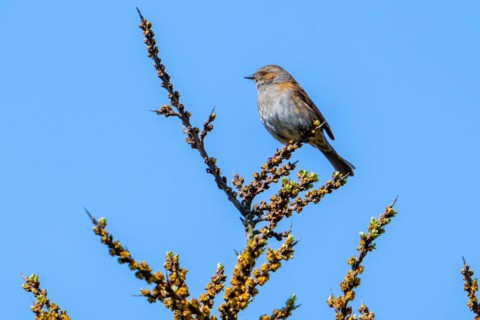 Dunnock, hedge accentor (Prunella modularis, Motacilla modularis) perched in sea buckthorn shrub in