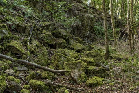 Mossy basalt rocks, block pile and former quarry for basalt in the beech forest, Raumertswald,