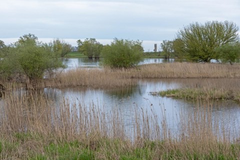 Former watchtower of the GDR, watchtower, trees, reeds, water, Elbe, Elbtalaue near Bleckede, Lower