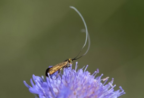 Scabiosa longhorned moth (Nemophora metallica), Valais, Switzerland, Europe