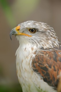 Ferruginous hawk (Buteo regalis), portrait, captive, occurrence in North America