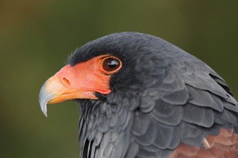 Bateleur (Terathopius ecaudatus), portrait, captive, occurrence in Africa