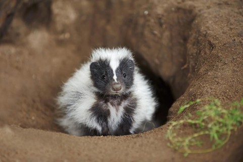 Striped skunk (Mephitis mephitis), juvenile at the burrow, captive, occurrence in North America