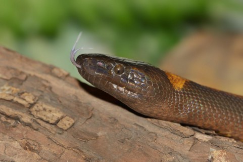 Bismarck's ring python or bismarck ringed python (Bothrochilus boa) lambent, portrait, captive,
