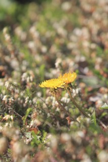 Two common dandelion (Taraxacum officinale), between winter heath (Erica carnea), North