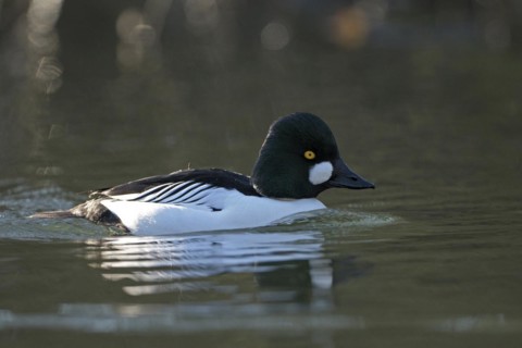 Common goldeneye (Bucephala clangula), drake in mating plumage, Oberhausen, Ruhr area, North