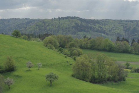 Spring in the Swabian-Franconian Forest nature park Park, fruit blossom, fruit tree, Limpurger