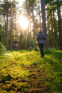 A person walks towards a high seat while the morning sun illuminates the forest path, Calw, Black