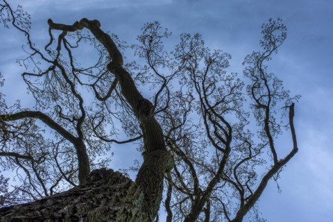 Bare treetop against a blue sky in the castle park, Ludwigslust, Mecklenburg-Vorpommern, Germany,