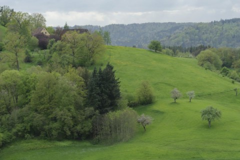 Spring in the Swabian-Franconian Forest nature park Park, fruit blossom, fruit tree, Limpurger