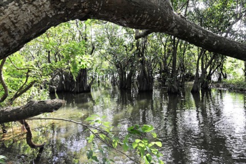 Ometepe Island, Nicaragua, Dense mangrove forest area partially flooded with clear water