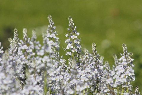 Gentian speedwell, gentian speedwell (Veronica gentianoides) North Rhine-Westphalia, Germany,