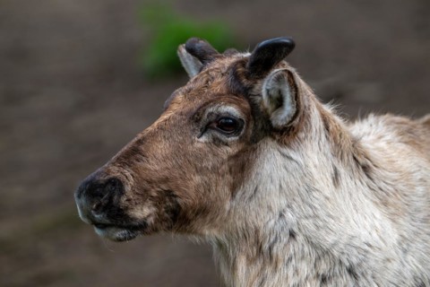 Norwegian reindeer, northern reindeer, mountain caribou (Rangifer tarandus tarandus), close-up