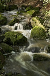 Mountain stream in the forest with mossy basalt rocks, blocks of basalt in the stream bed, Tertiary
